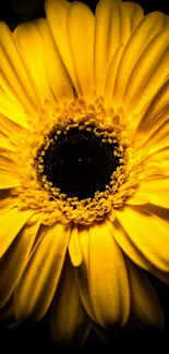 Bright yellow daisy against a dark background.