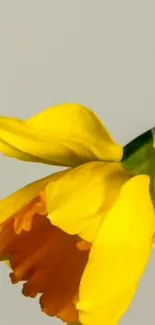 Vibrant yellow daffodil on a light gray background.