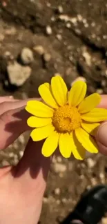 Hands holding a bright yellow daisy on a natural background.