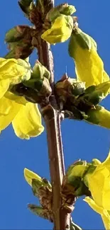 Yellow flowers against a bright blue sky wallpaper.