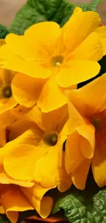 Vibrant yellow flowers with green leaves in a natural setting.