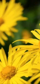 Close-up of vibrant yellow flowers in bloom, perfect for phone wallpaper.