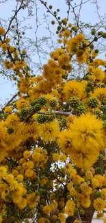 Vibrant yellow floral branches against a clear sky background.