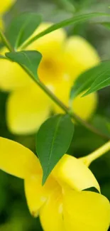 Close-up of yellow flowers with green leaves in a vibrant natural scene.