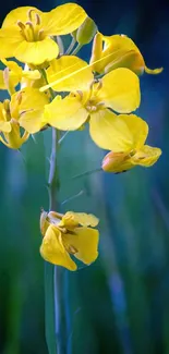 Closeup of yellow flowers with a green background, capturing nature's vibrant beauty.