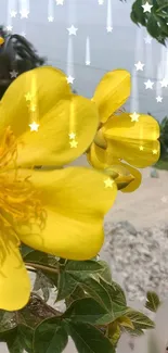 Yellow flower with stars sparkling in a natural setting.