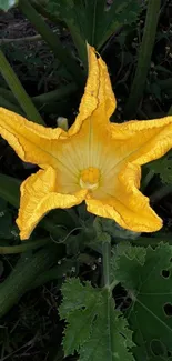 Vibrant yellow flower in a garden setting.