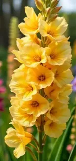 Vibrant yellow flower bloom in a garden setting.