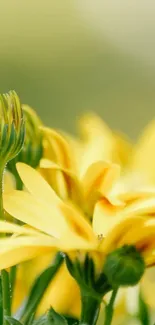 Close-up of blooming yellow flowers with green leaves.