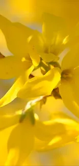 Vibrant yellow flowers with sunlight glowing.