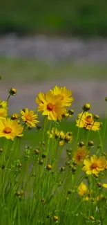 Bright yellow flowers with green background wallpaper.