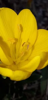 Close-up of a bright, vibrant yellow flower in full bloom.