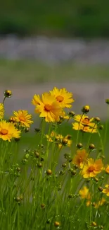 Mobile wallpaper featuring bright yellow flowers in a lush, natural field.