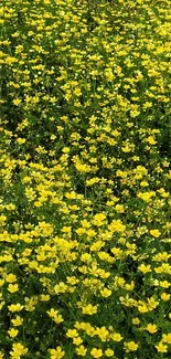 A lush field of vibrant yellow flowers in bloom.