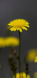 Close-up of a bright yellow flower on a grey background.