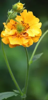 Close-up of a vibrant yellow flower with green leaves on a blurred background.