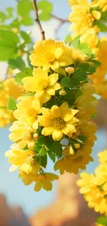 Bright yellow flowers with green leaves in a natural setting.