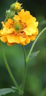 Bright yellow flower against a blurred green background.