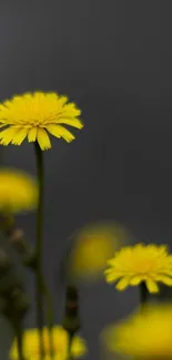 Yellow flowers on dark background wallpaper, perfect for mobile screens.