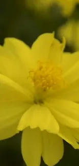 Bright yellow flower close-up wallpaper with soft petals.