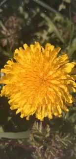 Bright yellow dandelion in green foliage.