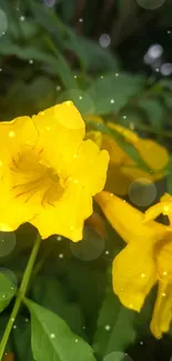 Vibrant yellow flowers with green leaves in a nature wallpaper.