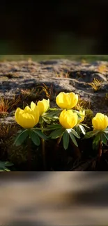 Mobile wallpaper with vibrant yellow flowers in a natural setting.