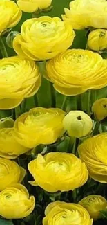 Vibrant yellow flower wallpaper with green leaves.