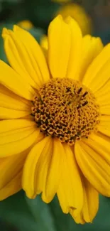 Vibrant yellow flower close-up wallpaper.