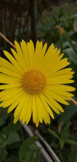 Close-up of a radiant yellow daisy in full bloom.