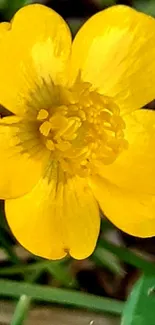 Bright yellow flower with green background.