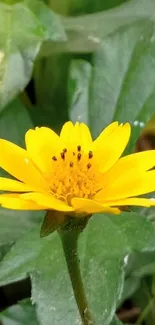 Close-up of a bright yellow flower with green leaves.