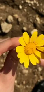 Bright yellow flower held against earthy background.