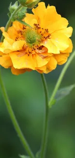 Close-up of a vibrant yellow flower against a blurred green background.