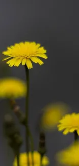 Bright yellow flowers with grey background in mobile wallpaper.