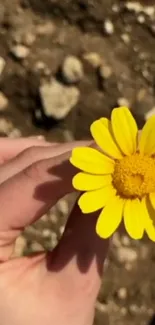 A hand holding a bright yellow flower with an earthy background.