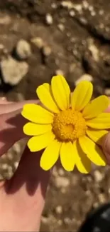 A bright yellow flower held against a rocky background.