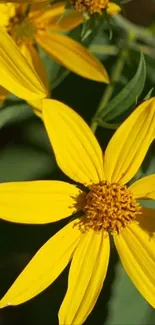 Close-up of vibrant yellow flower petals creating a sunny mobile wallpaper.