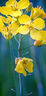 Bright yellow flower against green backdrop.