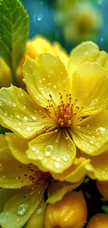 Close-up of vibrant yellow flowers with raindrops.