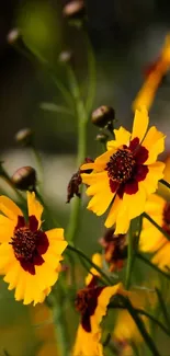 Vibrant yellow flowers with red centers in full bloom, perfect for mobile wallpaper.