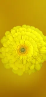 A bright yellow flower stands out against a soft blurred background.