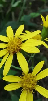 Vibrant yellow flowers with green leaves.