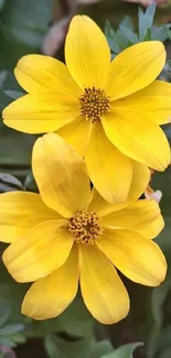 Close-up of vibrant yellow flowers in nature.