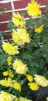 Vibrant yellow flowers with green leaves against a brick wall.