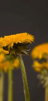 Vibrant yellow dandelions on a dark background, perfect for mobile wallpaper.