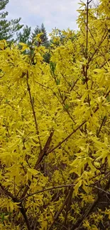 Yellow forsythia flowers blooming amid lush greenery.