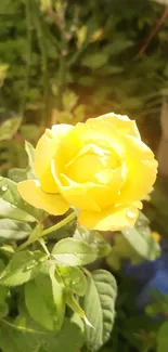 Vibrant yellow rose with green leaves in sunlight.