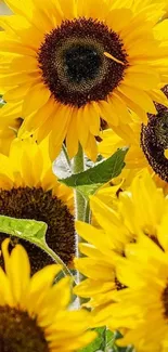 Vibrant yellow sunflowers blooming in a sunny garden.