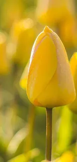 Bright yellow tulips blossoming in sunshine.